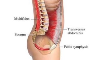 scoliosis exercises back muscles