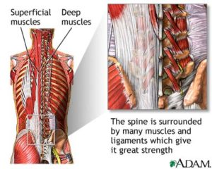deep muscles that control posture