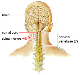 scoliosis neck pain and headaches