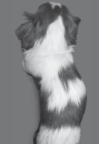 dog with scoliosis