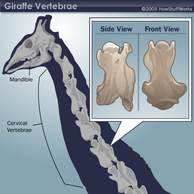 giraffe spine