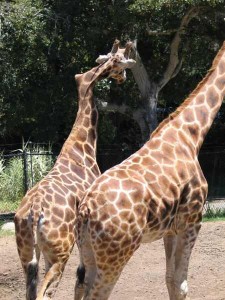 giraffes with scoliosis