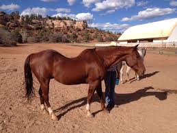 horse with lordosis