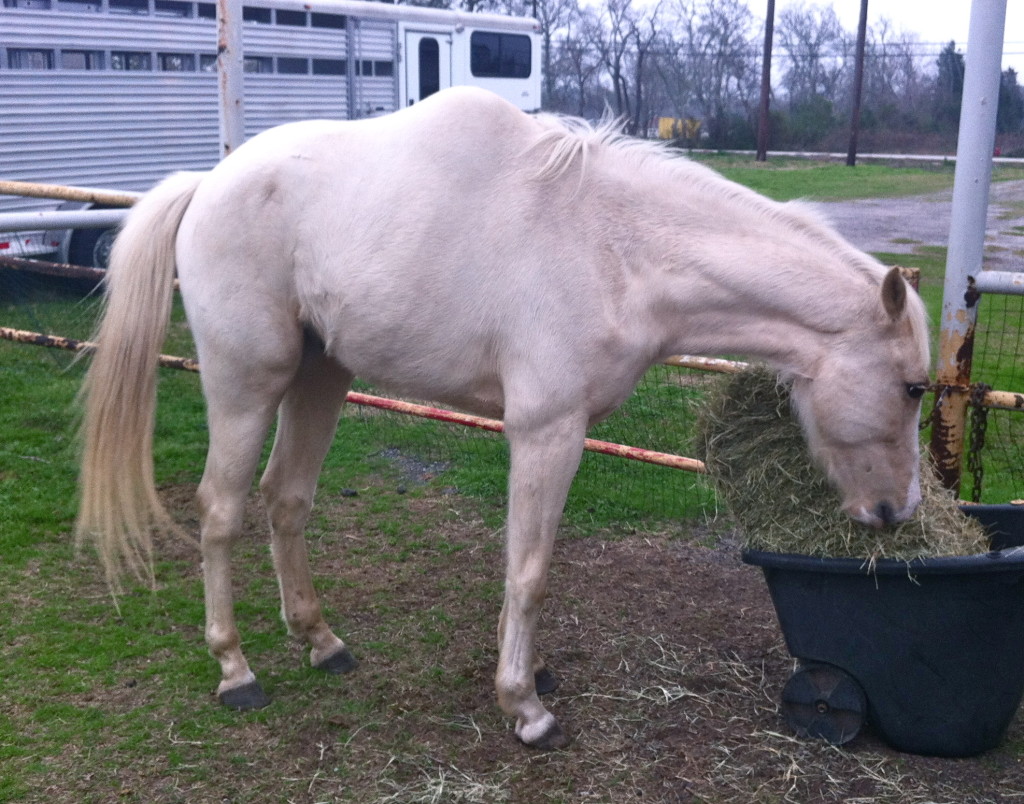 horse with scoliosis