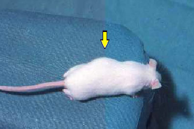 rat with scoliosis