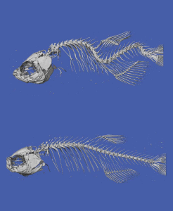 scoliotic fish