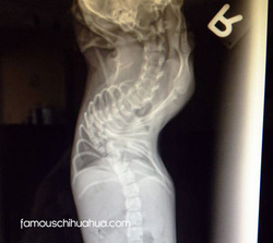 xray of dog with severe scoliosis