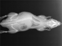 xray rat with scoliosis