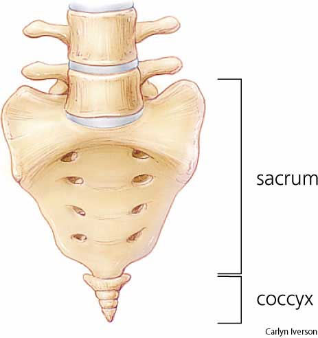 adult scoliosis surgery sacrum