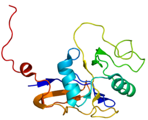 scoliosis and CD44 e1496954203393